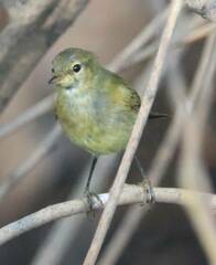 Phylloscopus ibericus