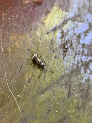 Polyrhachis schlueteri