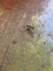 Polyrhachis schlueteri