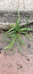 Poa annua
