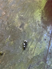 Polyrhachis schlueteri