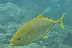 Flavocaranx bajad