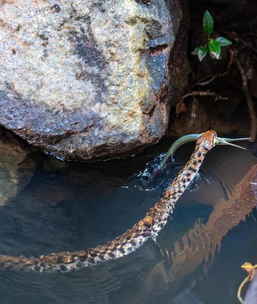 Chequered Keelback from Mulshi, Pune, MH, IN on October 27, 2022 at 03: ...