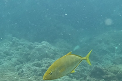 Flavocaranx bajad