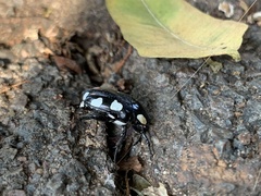 Mausoleopsis amabilis