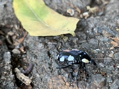 Mausoleopsis amabilis