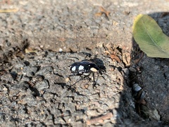 Mausoleopsis amabilis