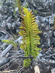 Polypodium pellucidum