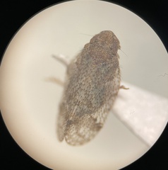 Microledrida