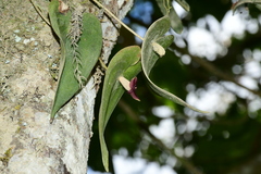 Pleurothallis cardiostola