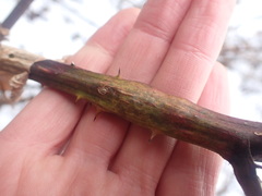 Neolasioptera nodulosa