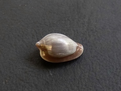 Hespererato scabriuscula