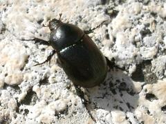 Pentodon bidens punctatus