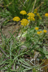 Bupleurum ranunculoides