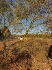 Parkinsonia aculeata