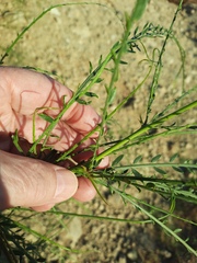 Parkinsonia aculeata