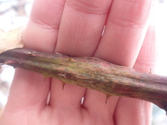 Neolasioptera nodulosa