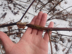 Neolasioptera nodulosa