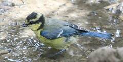 Cyanistes teneriffae