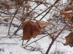 Neolasioptera nodulosa