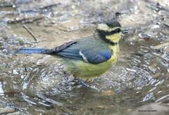 Cyanistes teneriffae