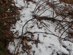 Neolasioptera nodulosa