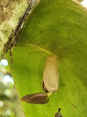Pleurothallis cardiostola