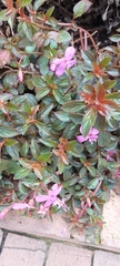 Heterocentron elegans