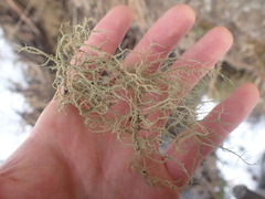 Usnea rubicunda