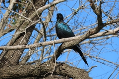 Lamprotornis australis