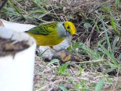 Tangara icterocephala