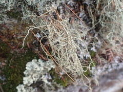 Usnea rubicunda