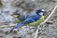 Cyanistes teneriffae