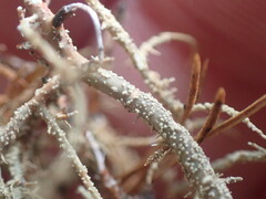 Usnea rubicunda