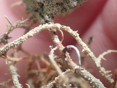 Usnea rubicunda