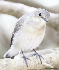 Ficedula speculigera