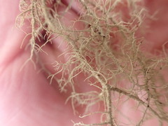 Usnea mutabilis
