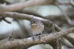 Ficedula speculigera