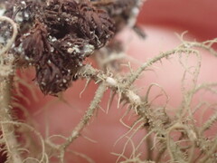 Usnea mutabilis