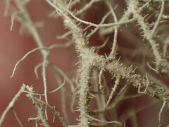 Usnea mutabilis