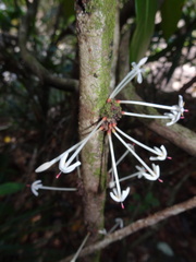 Ixora cauliflora