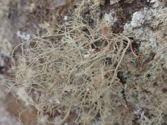 Usnea rubicunda