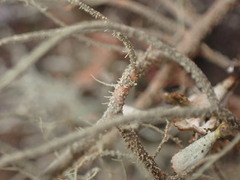 Usnea rubicunda