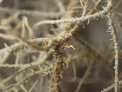 Usnea rubicunda