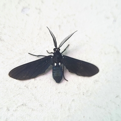 Psoloptera leucosticta