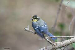 Cyanistes teneriffae