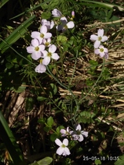 Cardamine dentata