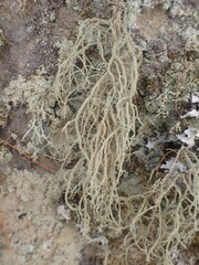 Usnea rubicunda