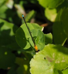 Ischnura capreolus