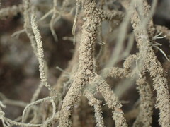 Usnea rubicunda